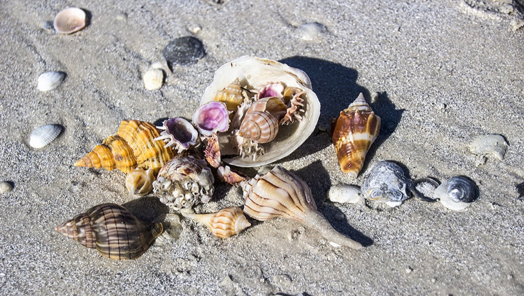 Shelling on Marco Island Beaches, Kids Activities